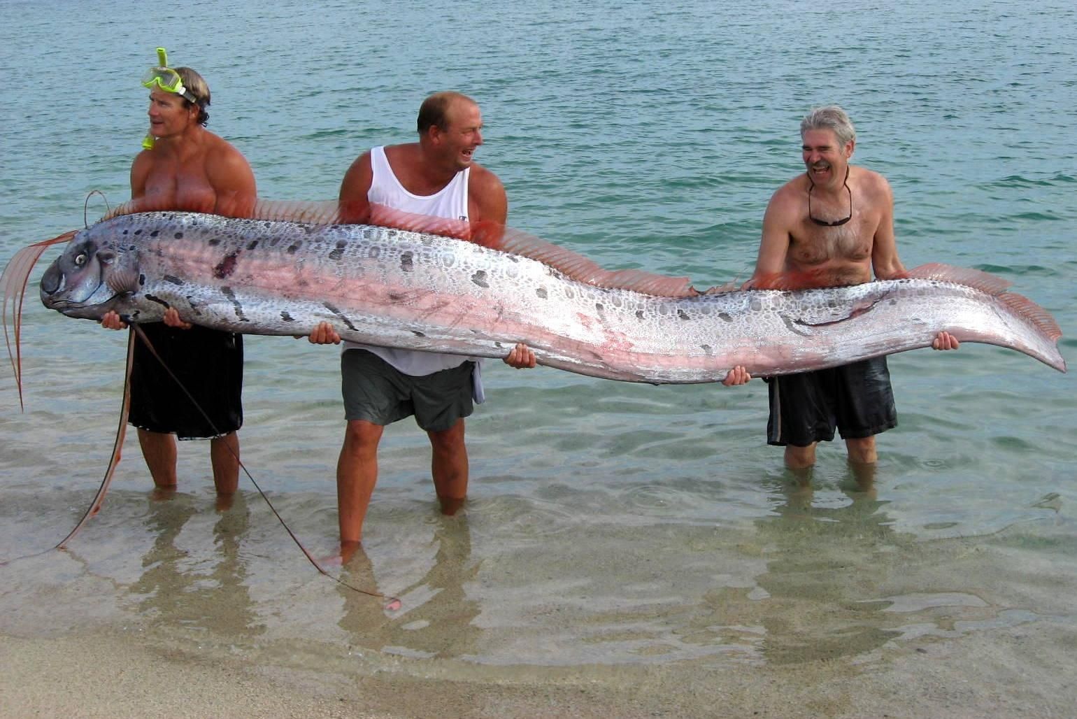 ‘Ikan Kiamat’ Oarfish Kembali Terdampar di California